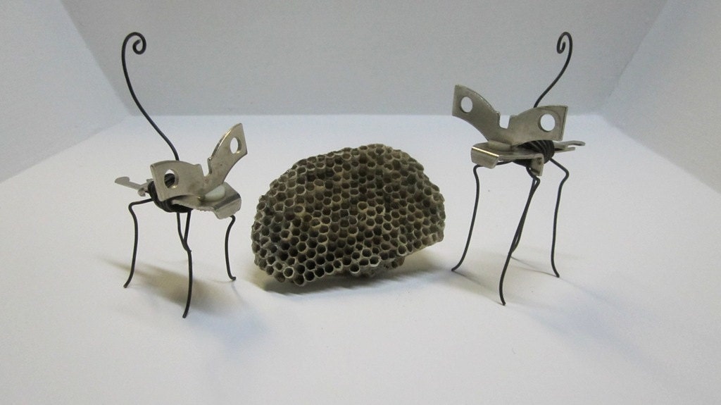 Interesting Pair of Can Opener Wasps