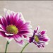 Purple & White Flower Photograph - Breathe to them the summer sky - Purple Gray White Yellow Chrysanthemum Fine Art 5x7