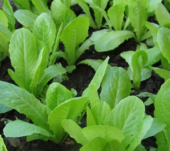 Lettuce French Bistro Lettuce Mix Seeds by thegardenstudio