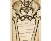 Anatomy of the Pelvic Girdle Flash Card - Antique Style - Original Illustration Print