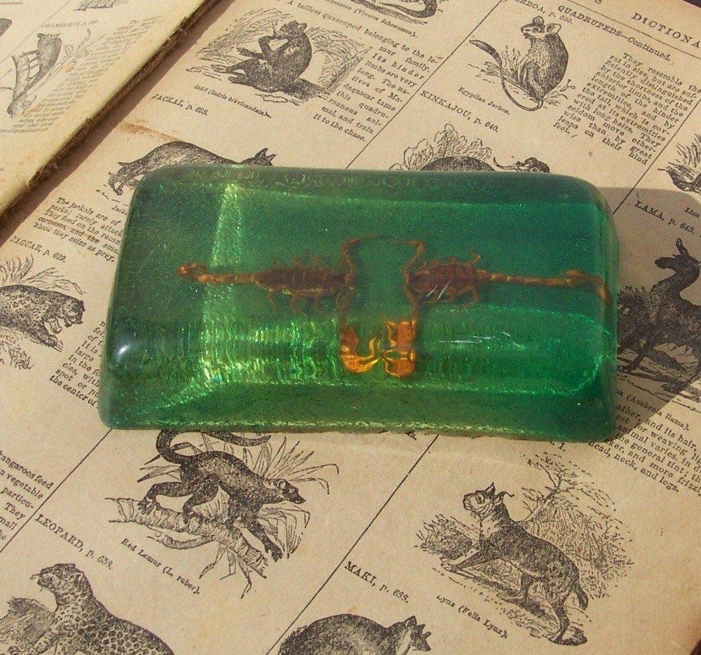 Vintage scorpions paperweight, scorpions in resin, 1970s, scorpio, zodiac, taxidermy, specimens, weird, oddity on Etsy