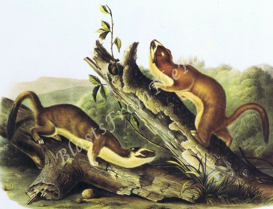 Long Tailed Weasel ANIMAL print c.1846, Natural History, Perfect for Framing, Fathers Day Gift, Office Decor, Man Cave