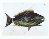 Vintage FISH Print c.1731, 'Spotlight Parrotfish', Perfect for Framing, Man Cave, Office Decor, Fisherman, Deep Green