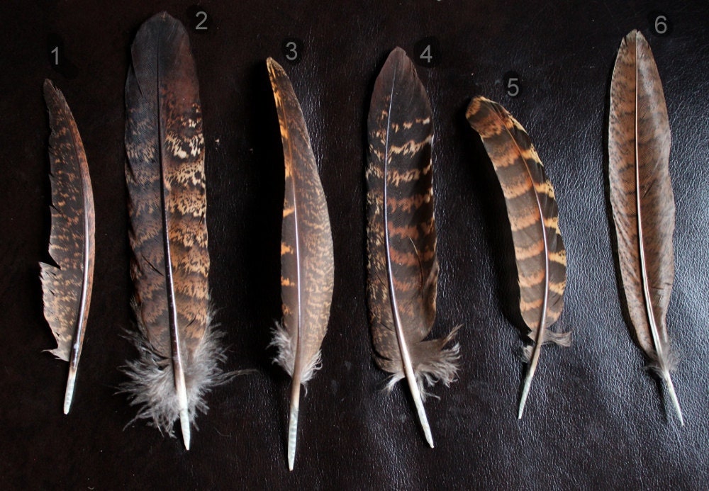 Bohemian feather necklace - natural history specimen, fall fashion copper brown pendant - Minxshop