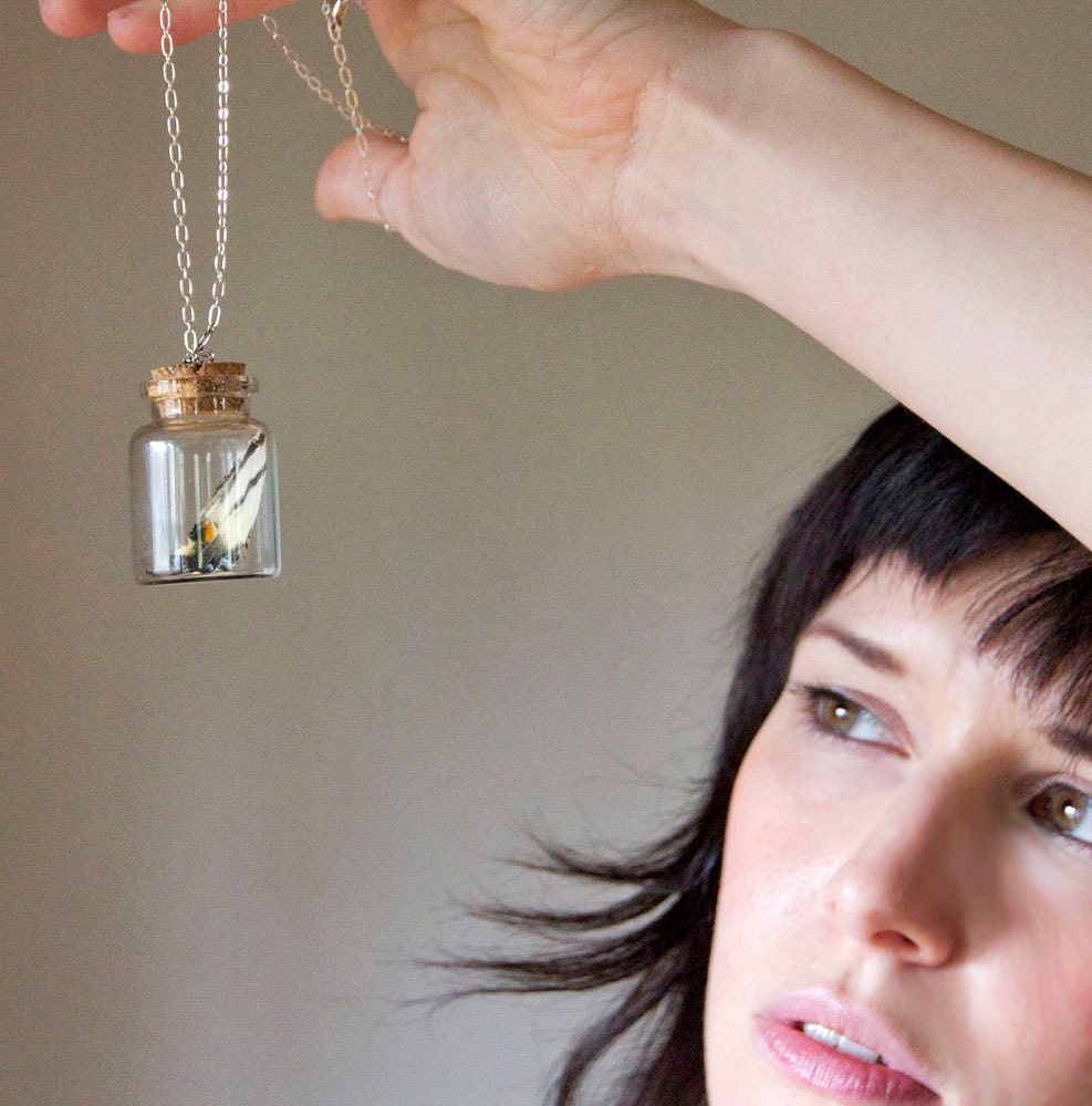 Butterfly Wing necklace - natural history jar with silver chain, real specimen for collectors