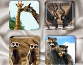 Animal Magnet Set - Glass Squares (ZAMT)