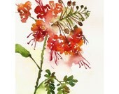 Orange Flower Watercolor, Print 8x10, Watercolor Flowers