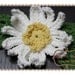 INSTANT DOWNLOAD - Flower Headband Crochet Pattern - DAISY - 604 --- Permission to Sell Finished Items