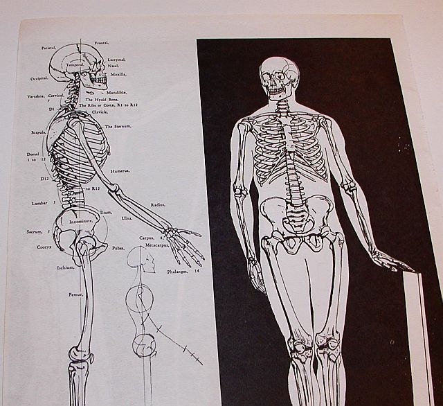 Vintage Print Bookplate Page - Skeleton