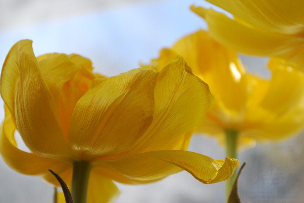 Window Flower 16 x 24 Fine Art Print