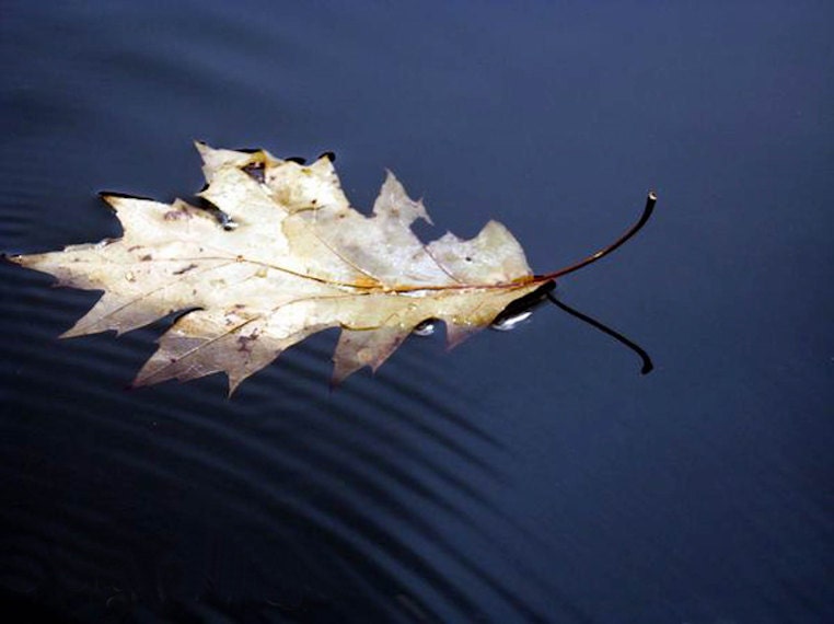 Leaf Photography reflection on water ripples fall blue rustic den decor fallen autumn red oak cabin Still shadow 5x7 fine art photo