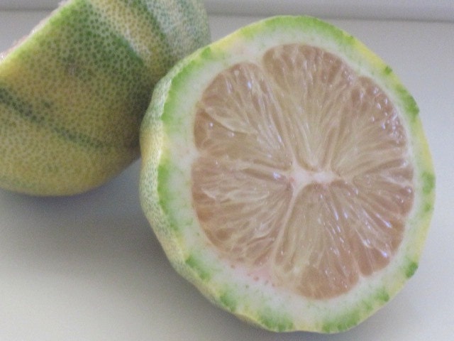 PINK LEMONADE  Whipped Body Parfait Natural Blendings Most Popular Product in  8 oz Jar Made to Order