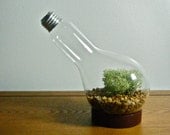 Repurposed Lightbulb Vase / Terrarium (beaker lightbulb)