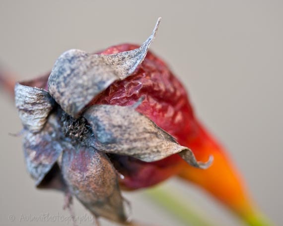 Red and orange decay. Closeup nature photography. Signed fine art 8x10. Free domestic shipping.