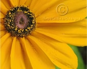 Yellow Daisy Flower 8"x8" Print Nature Photography