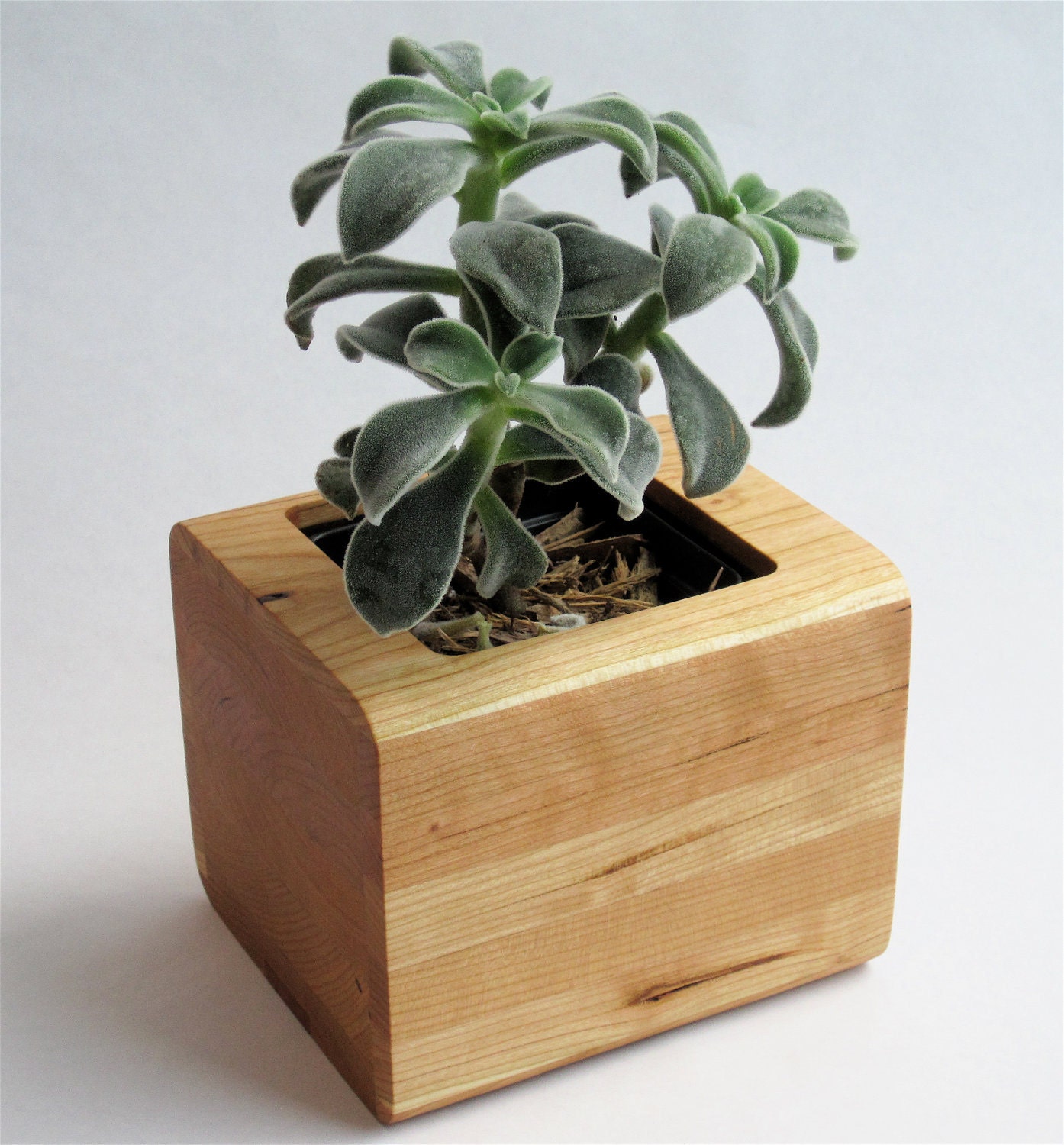 Slice Succulent Planter in Cherry