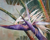 Bird of Paradise, 11 x 14  watercolor print Flower, Home Decor, plant, Decorative art, Florida  purple white - green