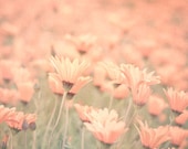 Sweet memories / pastel field of yellow flowers / photograph / fine art print / by Kitoki - 8x8