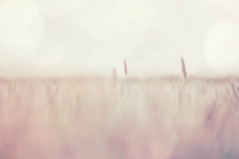 Bright, sunny day, on a field / pastel photograph / fine art print / by Kitoki - 8x12