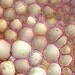 Pink Corn Root 8" X 10"