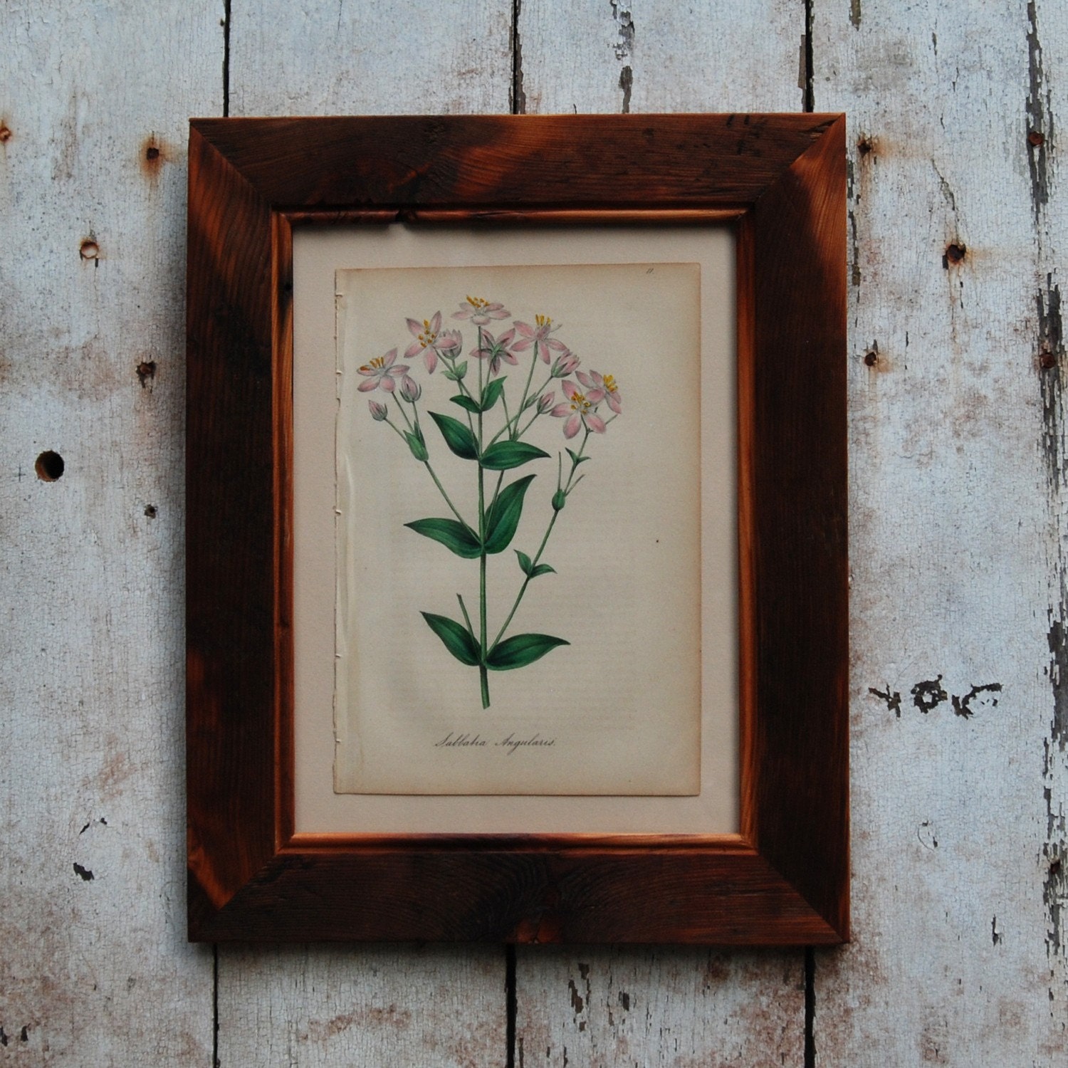 Botanical print: 1850s, hand painted, framed with reclaimed wood.