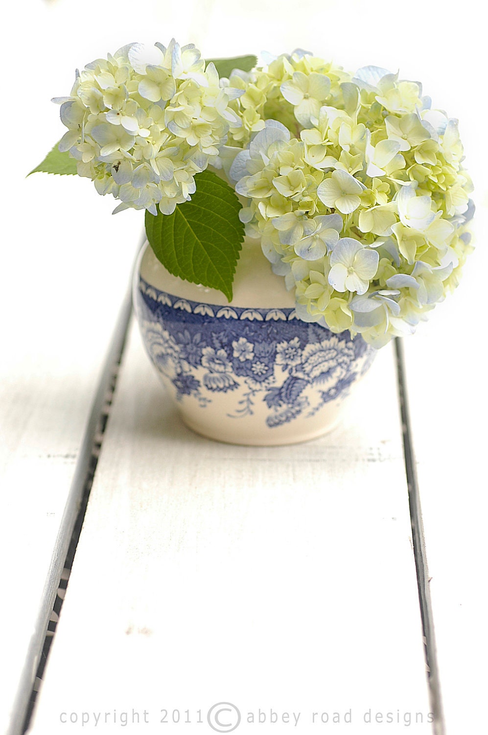 First hydrangea, delicate, lacey, English pitcher, blue and white, cottage decor, natural light, 8 x10, color photograph