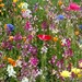 100 WILDFLOWER SEED FILLED Kraft paper envelope favors- butterfly and hummingbird mix