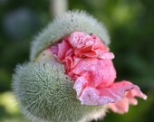 Fine art photograph poppy 8 X 10 giclee print signed