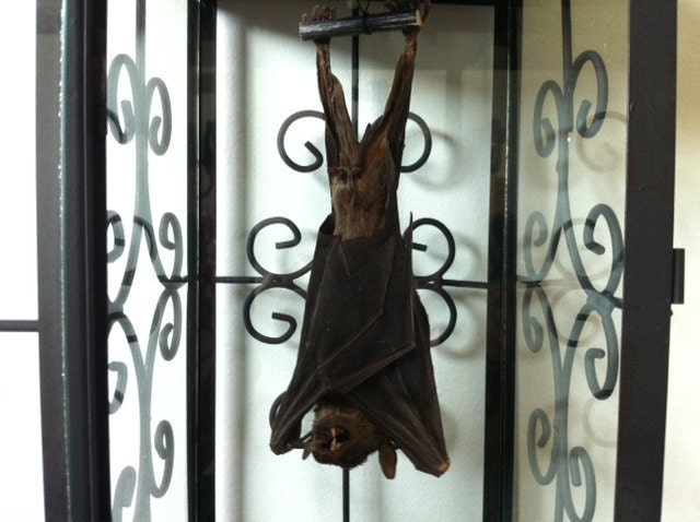 Taxidermy Bat In a Lantern Curio 2...with a boner