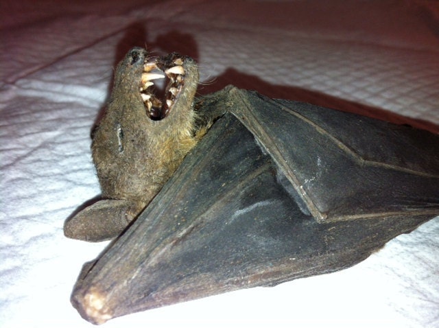 Taxidermy Bat In a Lantern Curio 2...with a boner