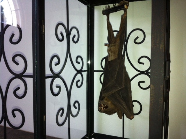 Taxidermy Bat In a Lantern Curio 2...with a boner