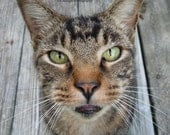 Pet Photography, Kitty Cat, Meow, Tiger Cat, Tabby, Close up cat, "Pick Me Up Already", 5x5" Fine Art Print