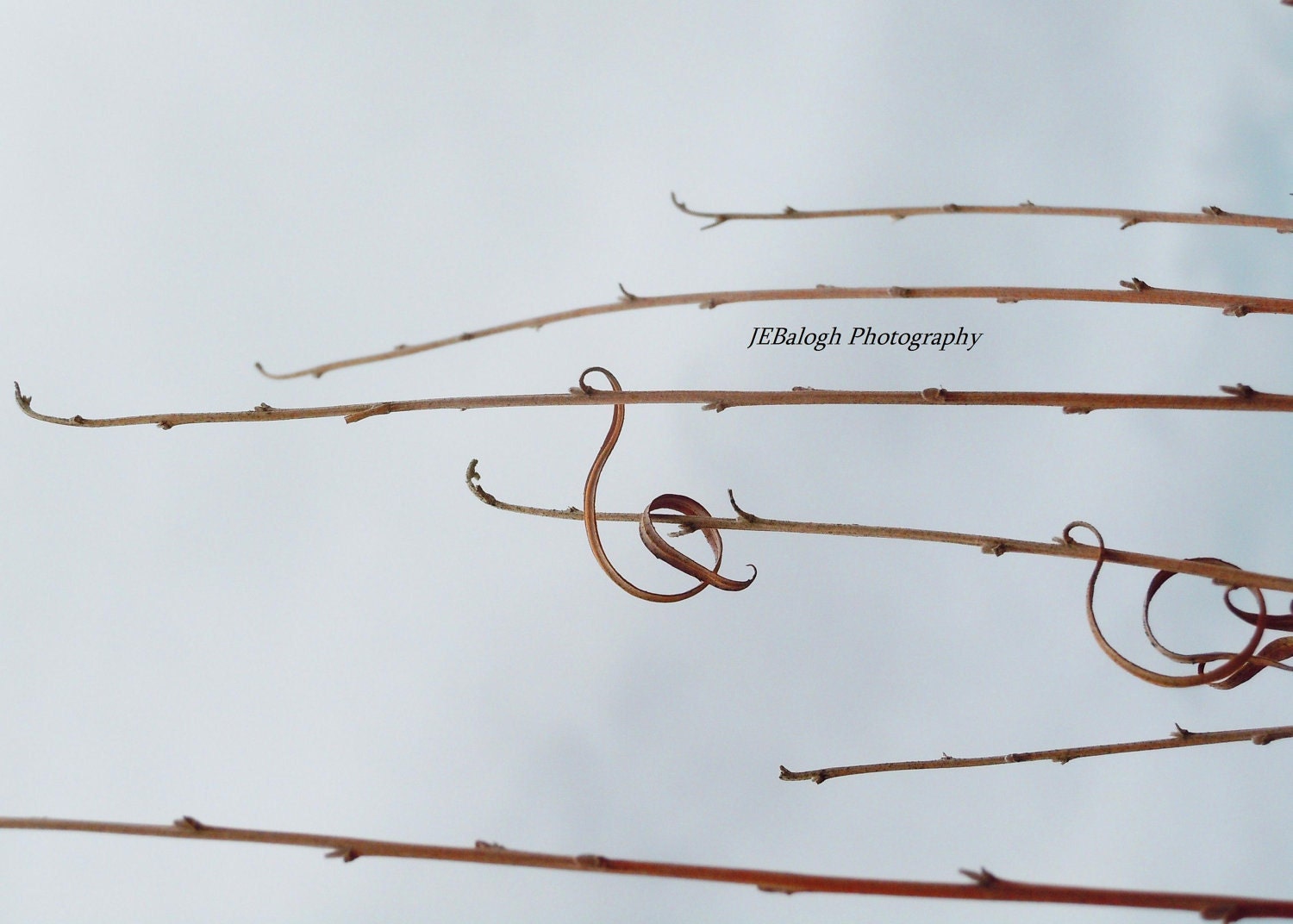 Nature Photography, Macro view of dried sticks, music photography, "Treble Clef G", 8x10" Fine Art Print