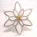 Edelweiss