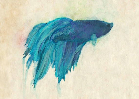 Modern Betta Art 5" x 7" Print - Siamese Fighting Fish Print