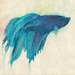 Modern Betta Art 5" x 7" Print - Siamese Fighting Fish Print