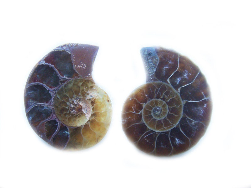 Ammonite Fossil Stud Earrings Prehistoric Age