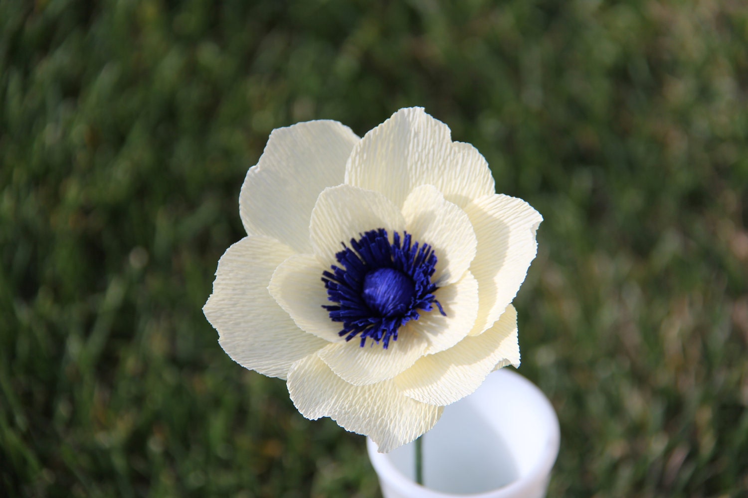Cream Anemone flower