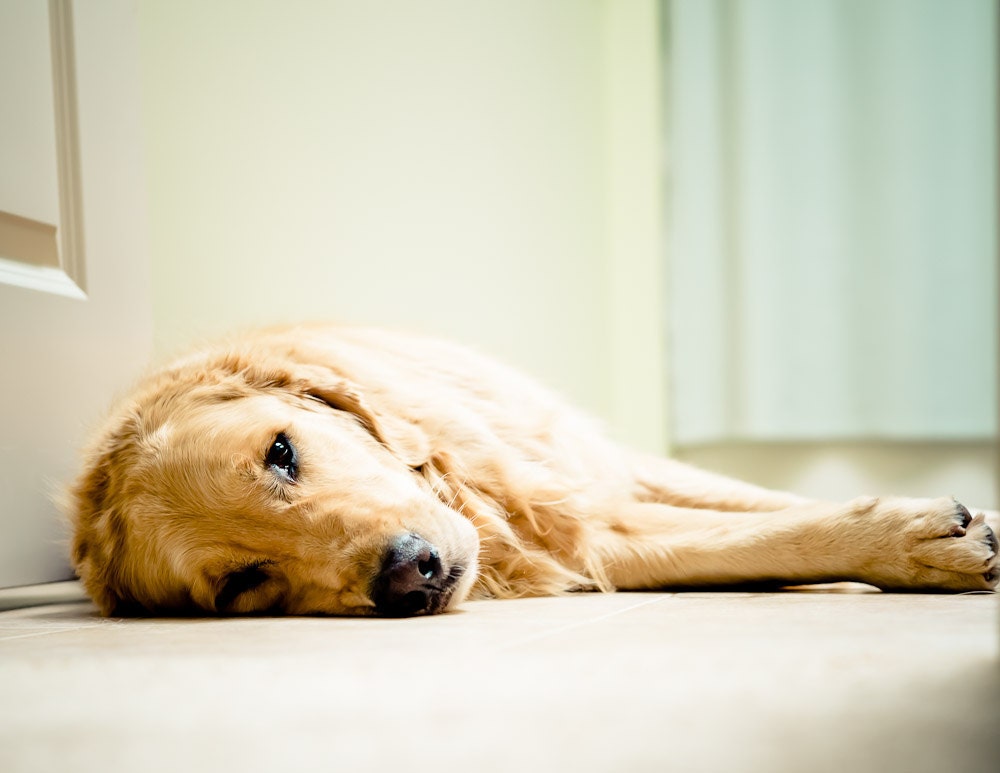 Fine Art Print - Golden retriever napping - 8x10 Fine Art Photograph of a furry dog napping in warm sun - BigBeanPhotos