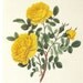SALE Vintage Actual Botanical Book Plate by Prestele of Persian Yellow Rose