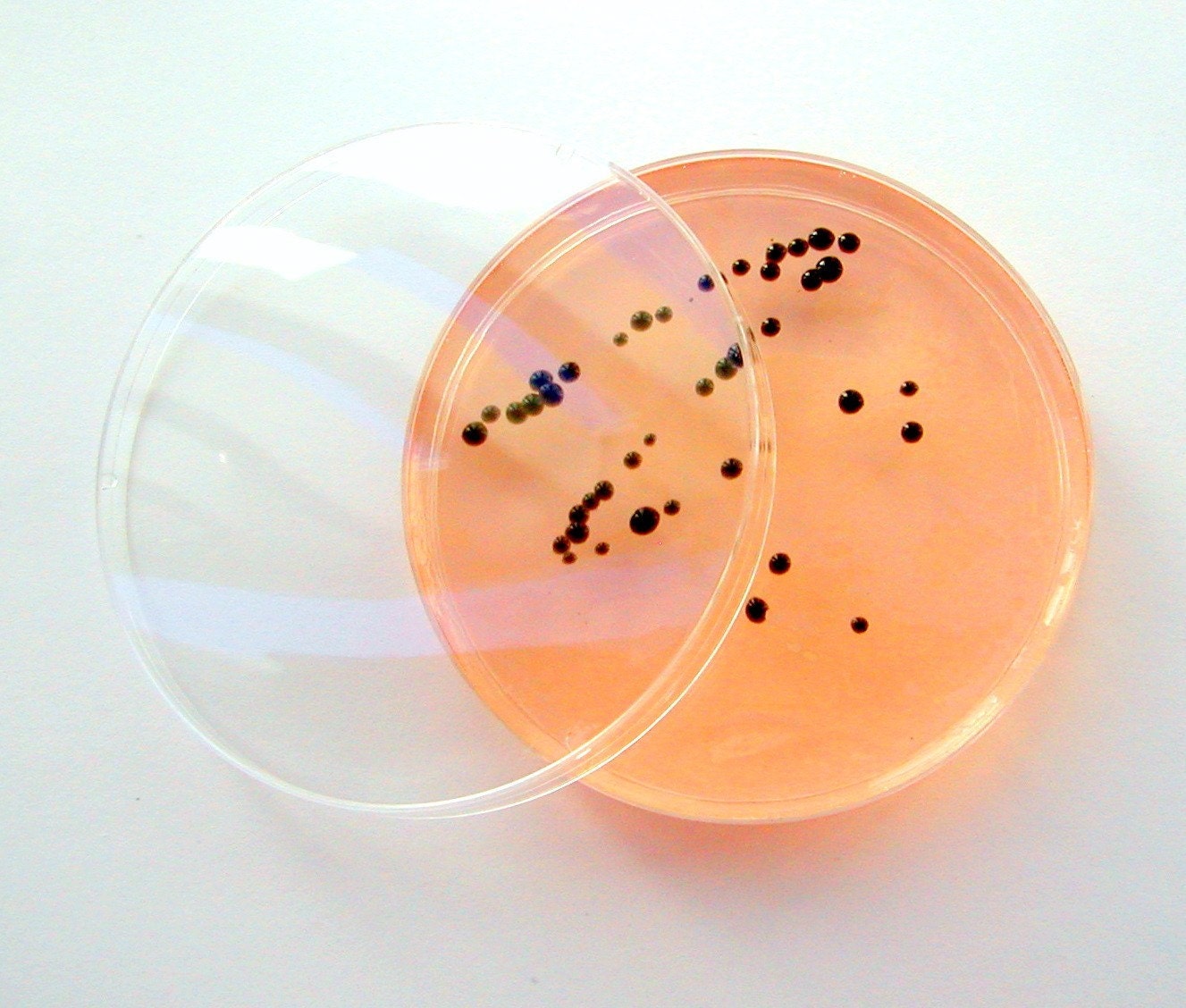 Soap - Proteus mirabilis on SSA (Mango-Papaya)