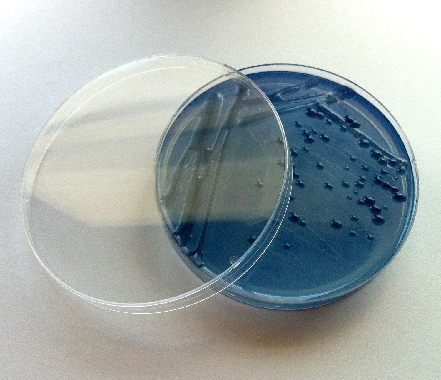 Soap - Blue S. enteritidis in a Petri Dish (Pearberry, Large)