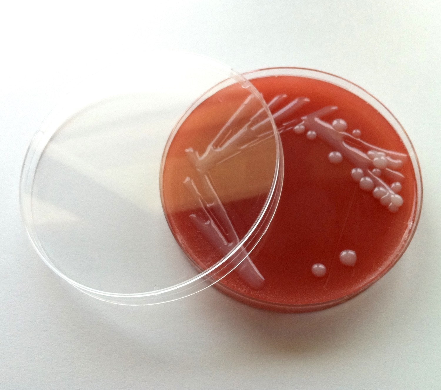 Soap - H. influenzae on Chocolate Agar (Chocolate)
