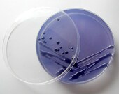 Soap - Purple Klebsiella pneumoniae in a Petri Dish (Sugar Plum)