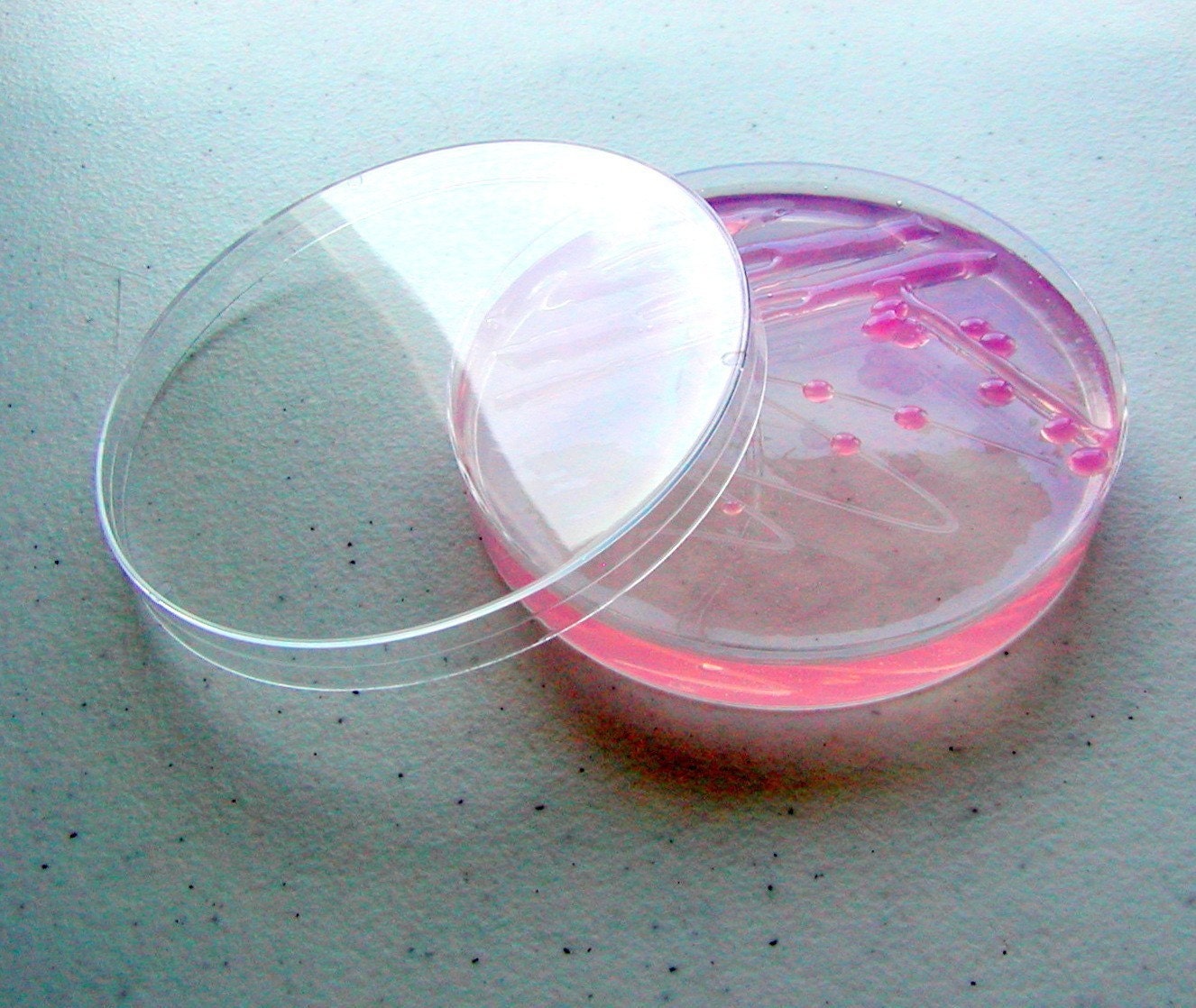 Soap - Pink E. coli IN a Petri Dish (Grapefruit, Large)