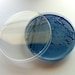 Soap - Blue S. enteritidis in a Petri Dish (Pearberry, Large)