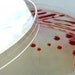 Soap - Red Serratia marcescens in a Petri Dish (Sweet Pea)