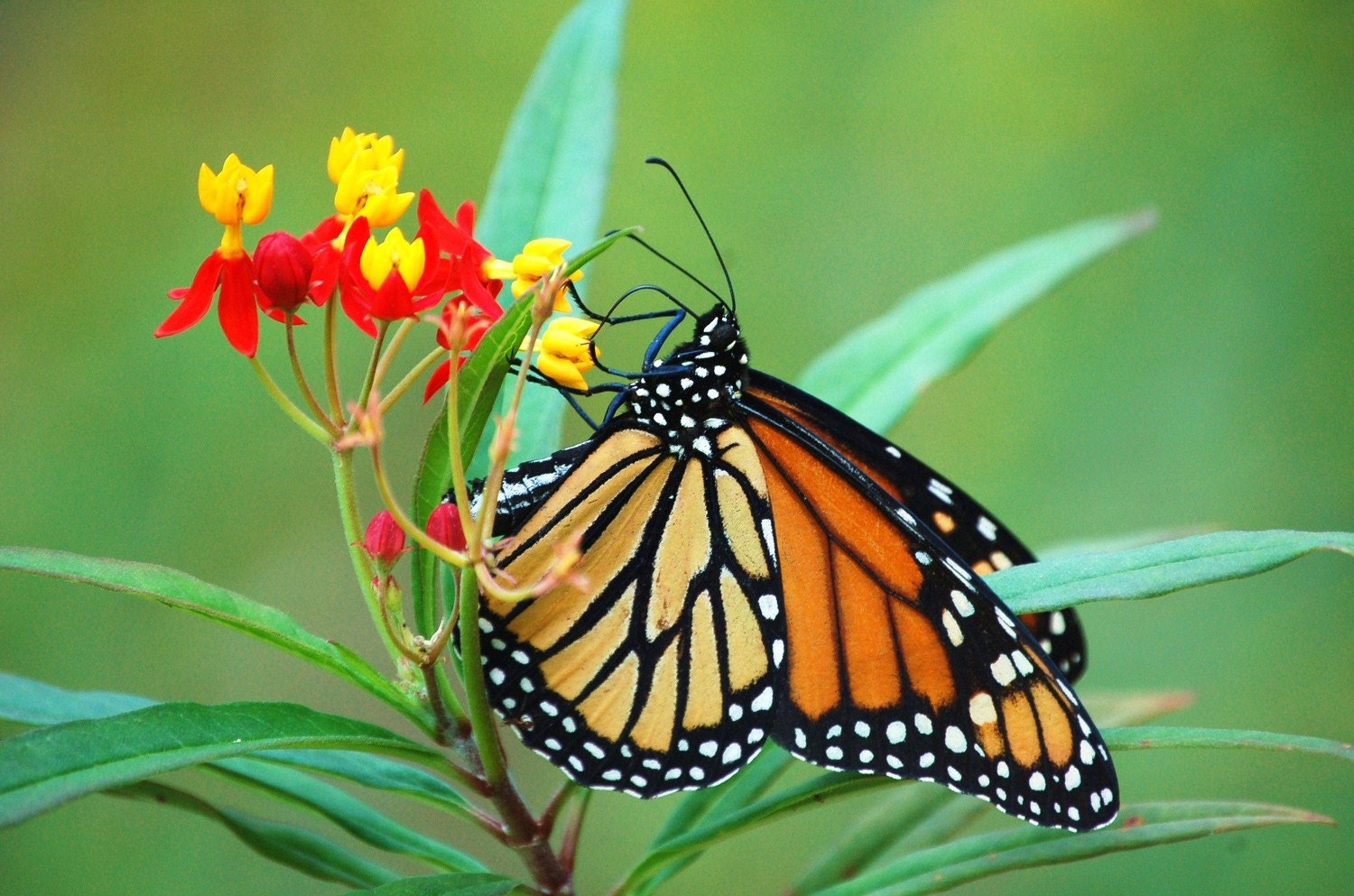 Milkweed Monarch