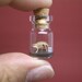 Apatosaurus / Brontosaurus in a tiny bottle