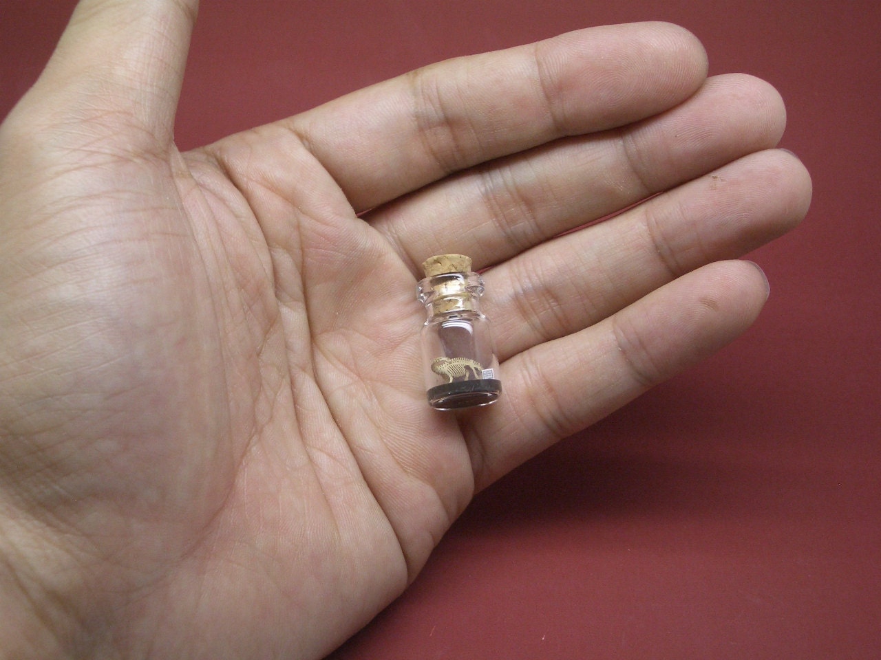 Apatosaurus / Brontosaurus in a tiny bottle